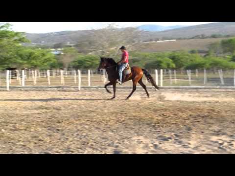 Mustang da Pedra Verde 5