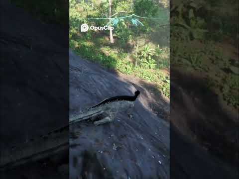 Cliff Descent Dilemma...Will Player's Name Disappear??#dinosaur #gaming #funny