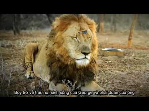 A lion called Christian (vietsub)