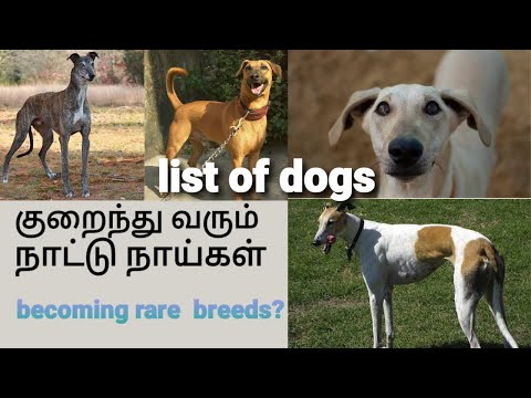 Indian breeds dogs//இந்திய  நாட்டு நாய்கள்// rare species of indian breeds//Savithri Muthusamy