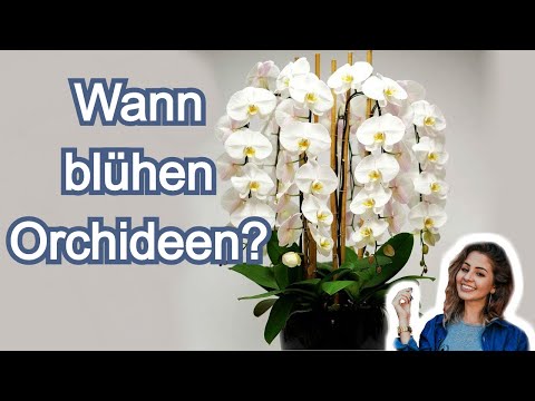 , title : 'Ihre Orchidee wird das ganze Jahr über blühen. 7 einfache aber wirkungsvolle Tipps für Anfänger'