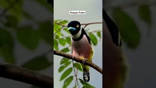 Download lagu Burung sempur Hujan #burungmerdu #kicaumania #burungkicaudialamliar #birds #sempurhujan #masteran mp3