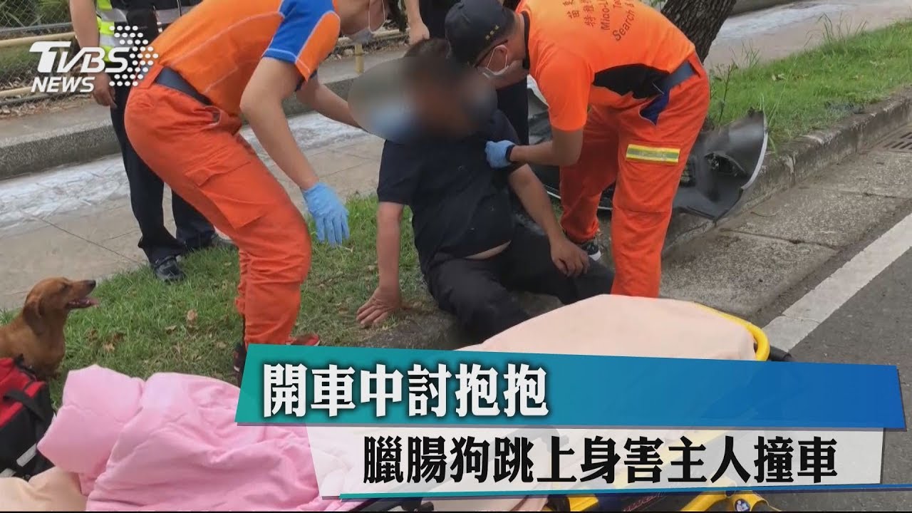 開車中討抱抱 臘腸狗跳上身害主人撞車