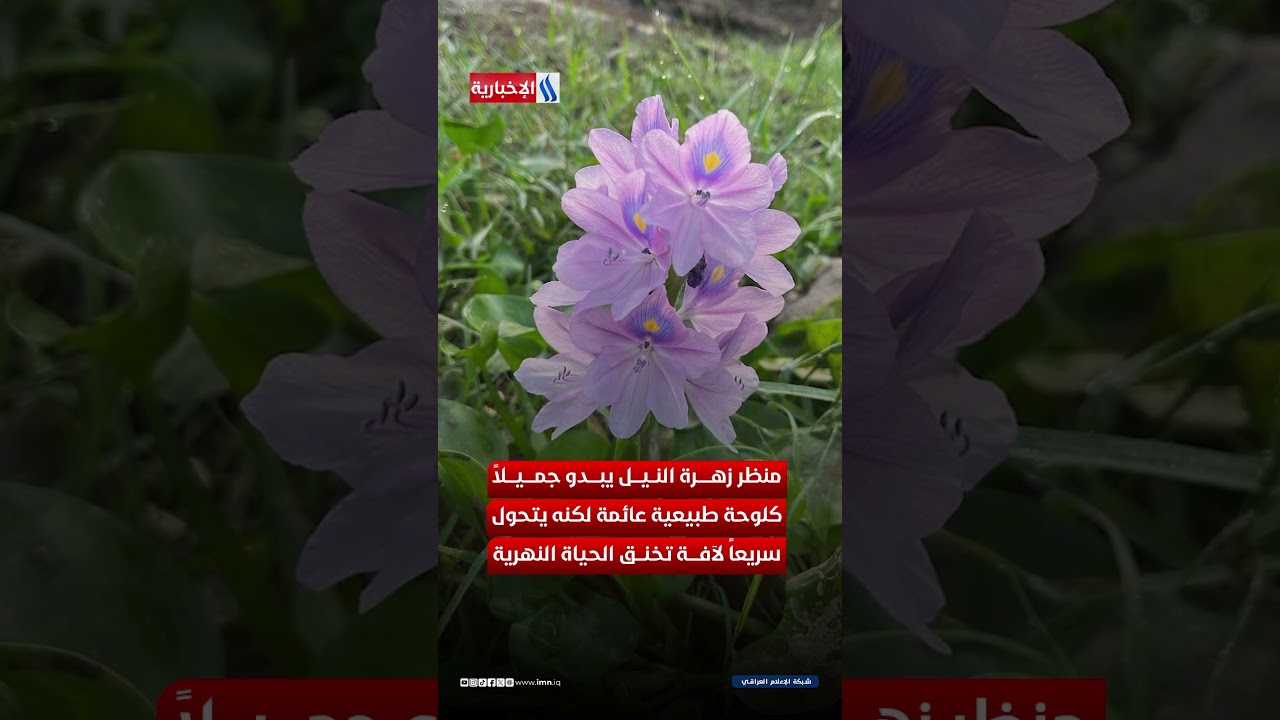 فيديو | زهرة النيل.. نبات الزينة الذي تحول إلى تهديد بيئي خطير