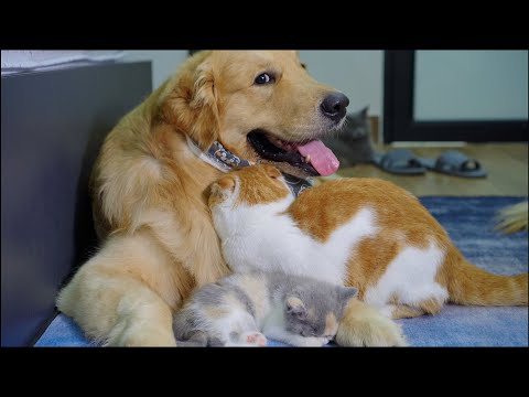 When My Cat Can't Deny His Love for Golden Retrievers and Husky