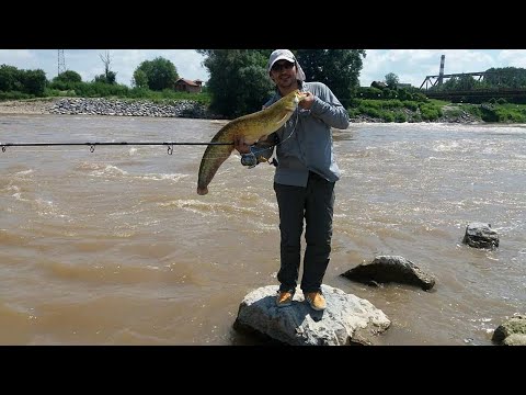 Varalicarenje soma na Velikoj Moravi - Svilajnac