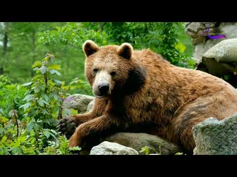 Tiger lion beor monkey animals video/Discovery channel