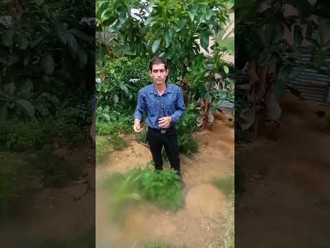 Situación problema de los suelos de Falan Tolima