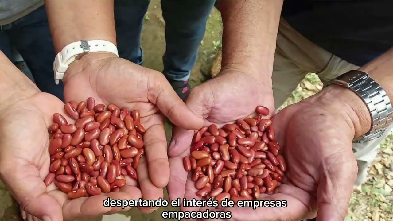 Alianzas regionales para la diseminación de frijol rico en hierro en ALC - Ruta de Acción