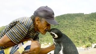 The Unlikely Friendship Between Man & Penguin