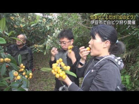 YouTube Video 土肥地区でしか生産されていない白ビワ狩り始まる実が柔らかく傷つきやすいため市場に出回らず「幻のビワ」と呼ばれる 静岡・伊豆市