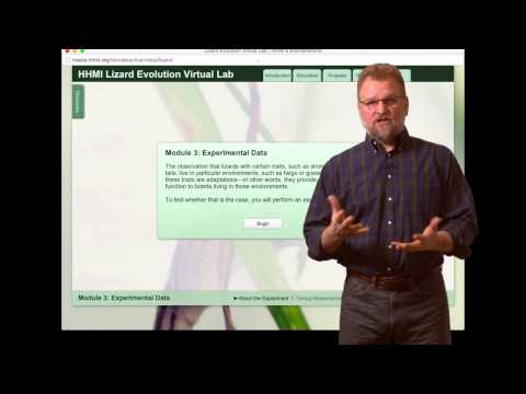 HHMI Educator Tips -- Lizard Evolution Virtual Lab