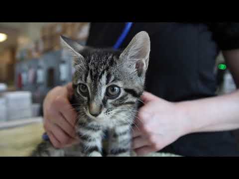 Did You Know One Cat Can Give Birth to Over 180 Kittens? | TNR Helps Limit Cat Overpopulation