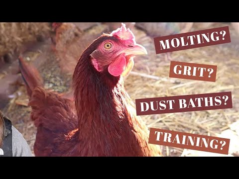 10 MORE Things To Know About Backyard Chickens | BEFORE You Buy Chicks | Beginner Egg Laying Hens