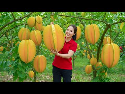 Harvesting 1000+kg of Starfruit | Massive Starfruit Harvest to Market | Hana Market