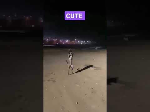 dog dance #doglover #dogbreed #sweetpuppy #dogtype #dog #happypuppy #puppy #trending #shorts #viral