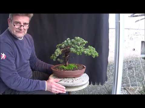 Bonsai 2020-2 - Nordmann Fir - Abies normanniana - First steps to a tree in a pot