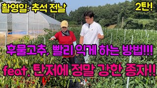 후물고추, 빨리 익혀서 돈 버는 방법!! 그리고 탄저에 정말 강한 종자 소개!!! 고추 농사 잘 짓는 법 대…