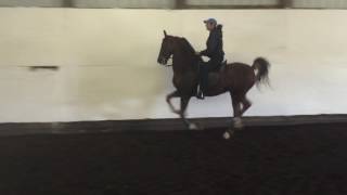 I'm Happy Go Lucky, 6yrold equitation prospect.  Has ben Successfully shown in park and pleasure