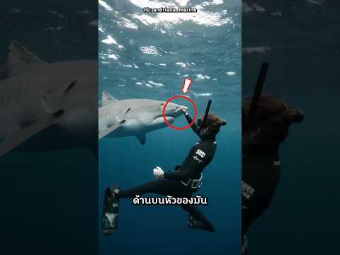 ห้ามทำสิ่งนี้เมื่อเผชิญหน้ากับฉลาม 🤯