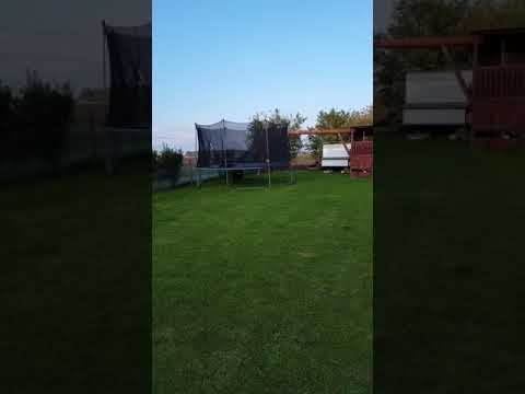 Mutts 'n' Mischief Holistic Education and Behaviour Services video.
