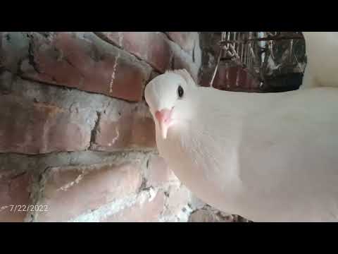 Rukaiya Ayat's pet animal 😘