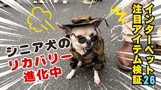 インターペット東京2026｜シニア犬の回復ケアが進化｜注目アイテム15選　#インターペット2026