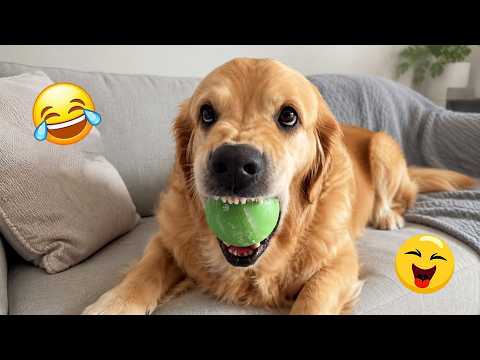 I Wanted a Dog, But God Gave Me a Comedian! 🐶😂| TOP Funny Dog Videos 2026 #11