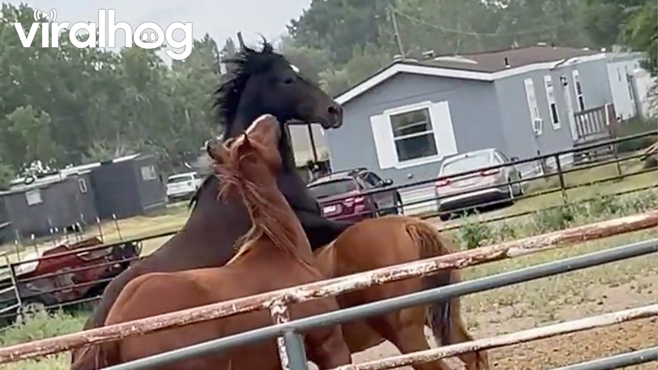 Three Yearling Colts Playing in a Goofy Way || ViralHog