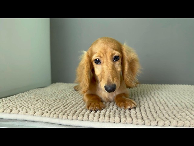 (子犬) 犬種：ダックスフンド・ミニチュア・ロング 女の子 ブリーダー マロニエケンネル　MARRONNIER KENNEL k4133の画像