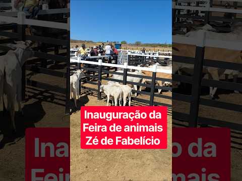 Feira do Gado em Santa Terezinha-PE