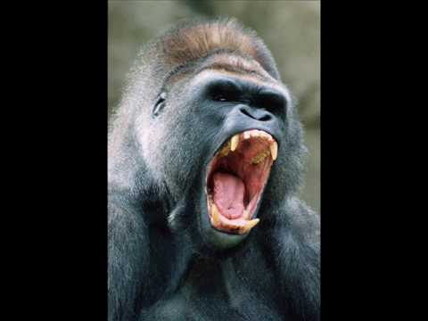 odupla aza pko ne némitsd le