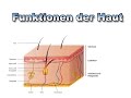 Funktion der Haut | Anatomie | Pflege Kanal