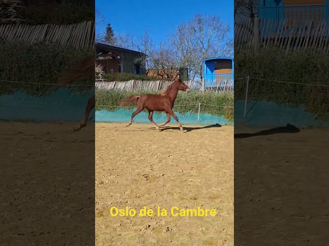 Magnifique PP PRE de 2024