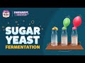 Sugar Yeast Fermentation ExperimentShorts