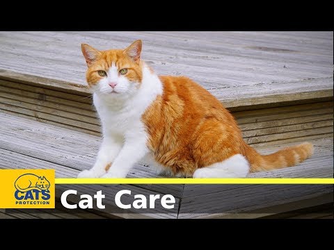 Happy gardens for cats: your guide to creating a cat-friendly garden