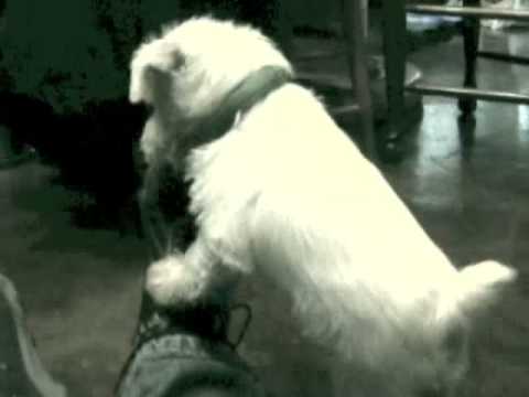 Video thumbnail for Puppy Time!