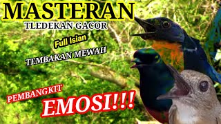 Download lagu Masteran Tledekan Gunung Gacor Full Isian Tembakan Mewah ❗Ampuh Memancing Emosi Kacer Gacor mp3 Download lagu Masteran Tledekan Gunung Gacor Full Isian Tembakan Mewah ❗Ampuh Memancing Emosi Kacer Gacor mp3
