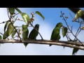 Dusky Billed Parrotlet Forpus Sclateri