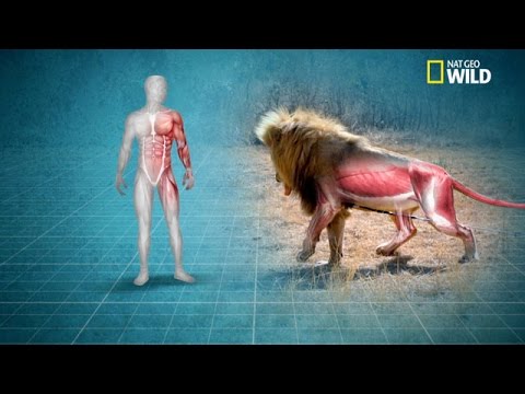 Lion muscles vs. men's muscles