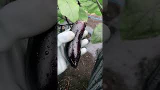 【LIVEアーカイブ】🍆雨がやばすぎて草とれたてピチピチ！王の夏休みナス大収穫祭👑26.7.13
