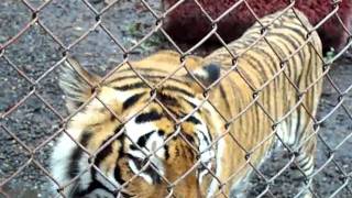 preview picture of video 'Tiger Sneaks Up @ Wildlife Safari, Winston, OR'