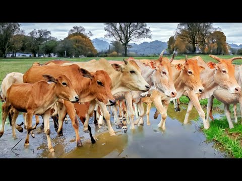 Suara sapi lembu Berjalan di lumpur memanggil kawan untuk pulang ke kandang - Bunyi sapi Lembu