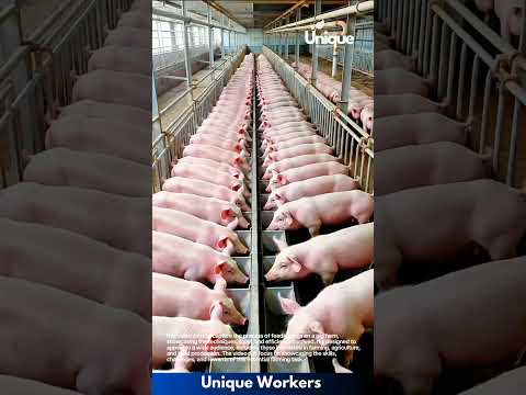 Pig feeding on a pig farm: efficient livestock management