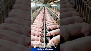 Download lagu Pig feeding on a pig farm: efficient livestock management mp3