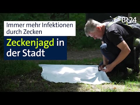 Zeckenplage: Wie Gefährlich sind sie für Menschen in der Stadt? | Abendschau | BR24