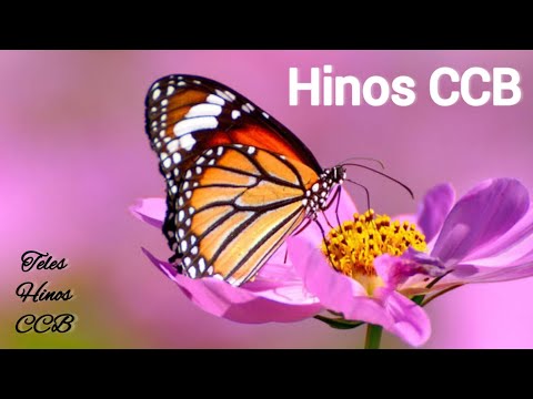Hino CCB cantado e tocado #hinos #ccb #louvores  25/01/2023