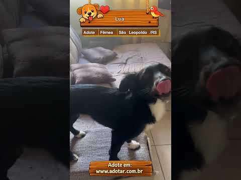 Vídeo de Lua
