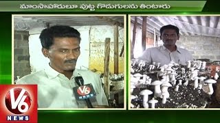 Mushroom Plantation Techniques | Agriculture News | Sagubadi | V6 News