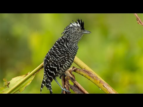 Birding in Costa Rica part 3